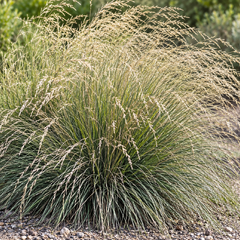 Festuca mairei - kostrava - Festuca mairei