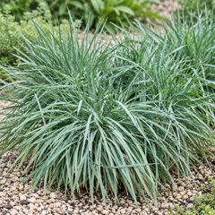 Koeleria 'coolio' - ometlina - Koeleria 'Coolio'
