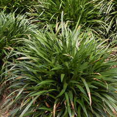 Luzula 'igel' - chlpaňa - 9250805 Luzula pilosa 'Igel' 04