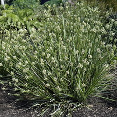 Sesleria caerulea - ostrevka - Sesleria caerulea - ostrevka 2