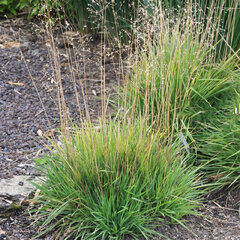 Briza 'limouzi' - kraslica - Briza 'Limouzi'