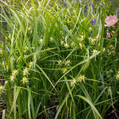 Carex grayi - ostrica - Carex gray 2