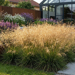 Deschampsia 'bronzeschleier' - metlica - Deschampsia 'Bronzeschleier' 