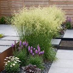 Deschampsia  'goldschleier' - metlica - Deschampsia  'Goldschleier'