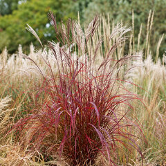 Miscanthus 'purple fall' - ozdobnica - Miscanthus 'Purple Fall' 