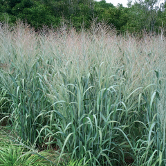 Panicum 'dallas blue' - proso - panicum-dallas-blue-proso