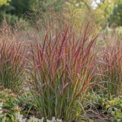 Panicum 'heiliger hain' - proso - Panicum 'Heiliger Hain'