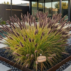 Pennisetum 'black beauty' - perovec - Pennisetum 'Black Beauty'
