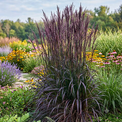 Schizachyrium 'blackhawks' - prstovka - Schizachyrium 'BlackHawks'
