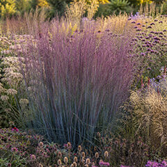 Schizachyrium 'blue paradise' - prstovka - Schizachyrium 'Blue Paradise' 