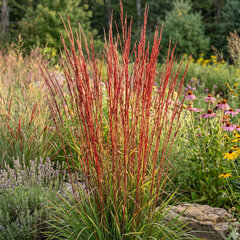 Schizachyrium 'red october' - Schizachyrium 'Red October'