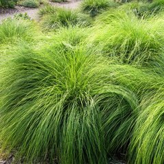 Sporobolus heterolepis - opadavec - Opadavec