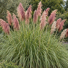 Cortaderia 'rose plume' - pampová tráva - Cortaderia 'Rose Plume' 