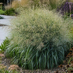 Panicum 'niagara falls' - proso - Panicum 'Niagara Falls'  1