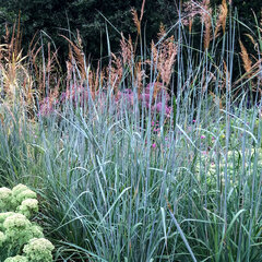 Sorghastrum 'indian steel' - cirokovec - Sorghastrum 'Indian Steel'   1
