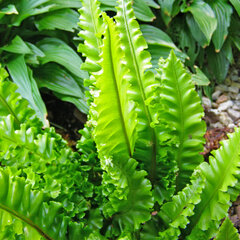 Phyllitis 'angustifolia' - jelení jazyk - 9250655 Phyllitis 'Angustifolia' 02