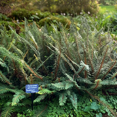 Polystichum 'plumosum' - papraďovec - Polystichum 'Plumosum'