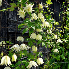 Clematis 'golden surprise' - plamienok k2l - Clematis 'Golden Surprise'