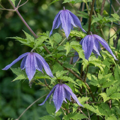 Clematis 'jiska' - plamienok k2l - Clematis 'Jiska'