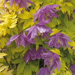 Clematis 'luminous dusk' - plamienok k2l - Clematis 'Luminous Dusk' - plamienok K2L 1