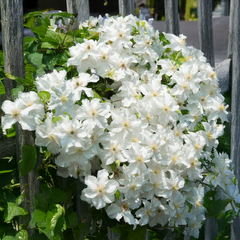 Clematis 'snow storm' - plamienok k2l - Clematis 'Snow Storm' - plamienok K2L 2
