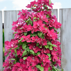 Clematis 'zosia' - plamienok k2l - Clematis 'Zosia'