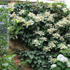 Hydrangea hydrangeoides -  japonská hortenzia k2l - Hydrangea hydrangeoides