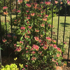 Lonicera 'fragrant cloud' - zemolez k2l - 9253746 Lonicera 'Fragrant Cloud' 02