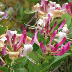 Lonicera 'fragrant cloud' - zemolez k2l - 9253746 Lonicera 'Fragrant Cloud' 03