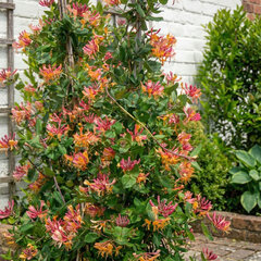 Lonicera 'goldflame' - zemolez k2l - Lonicera 'Goldflame' 