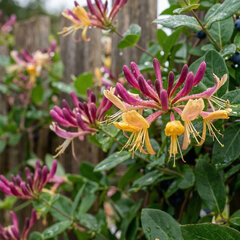 Lonicera henryi - zemolez k2l - Lonicera henryi