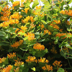 Lonicera x tellmanniana - zemolez k2l - 9253368 Lonicera x tellmanniana 01