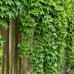 Parthenocissus 'green spring' - pavinič k2l - Parthenocissus 'Green Spring'2