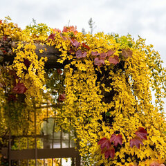 Parthenocissus 'yellow wall' - pavinič k2l - Parthenocissus 'Yellow Wall'