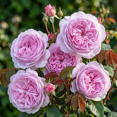Ruža 'olivia rose austin' - david austin k3l - Ruža 'Olivia Rose Austin'