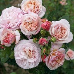 Ruža 'herkules' - kordes k2l - Ruža 'Herkules' 