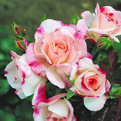 Ruža 'rosenstadt freising' - kordes k2l - 9251984 Ruža 'Rosenstadt Freising' 01