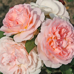 Ruža 'märchenzauber®' - kordes k2l - 9251912 Ruža 'Märchenzauber®' 03