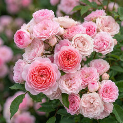 Ruža 'pashmina' - kordes k2l - Ruža 'Pashmina' 