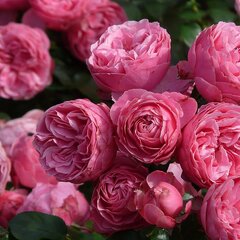 Ruža 'pomponella' - kordes k2l - 9251798 Ruža 'Pomponella' 03