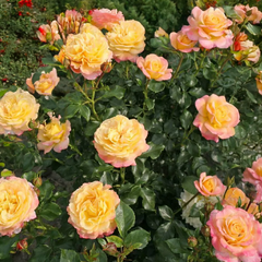 Ruža 'rose de hoffnung' - kordes k2l - Ruža 'Rose de Hoffnung' - KORDES K2L 2_