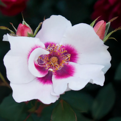 Ruža 'see you in red' - kordes k2l - Ruža 'See you in red' - KORDES K2L 1