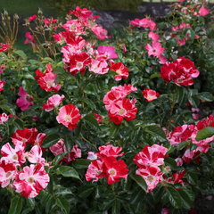 Ruža 'simsalabim' - kordes k2l - Ruža 'Simsalabim' - KORDES K2L 2