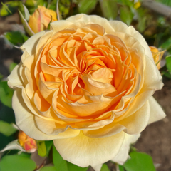 Ruža 'spotlight' - kordes k2l - Ruža 'Spotlight' - KORDES K2L 1_