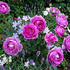 Ruža 'carmen würth' - kordes k2l - Ruža 'Carmen Würth'