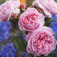 Ruža 'rosengräfin marie henriette' - kordes k2l - 9251807 Ruža 'Rosengräfin Marie Henriette' 04