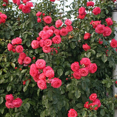 Ruža 'rosanna' - kordes k2l - 9251802 Ruža 'Rosanna' 01