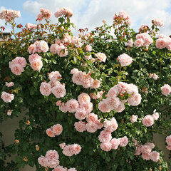 Ruža 'rose de tolbiac' - kordes k2l - 9251803 Ruža 'Rose de Tolbiac' 01