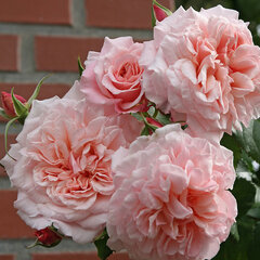 Ruža 'rose de tolbiac' - kordes k2l - 9251803 Ruža 'Rose de Tolbiac' 02