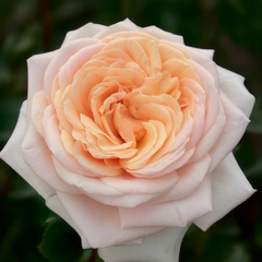 Ruža 'courage' - kordes k2l - Ruža 'Courage' - KORDES K2L 1